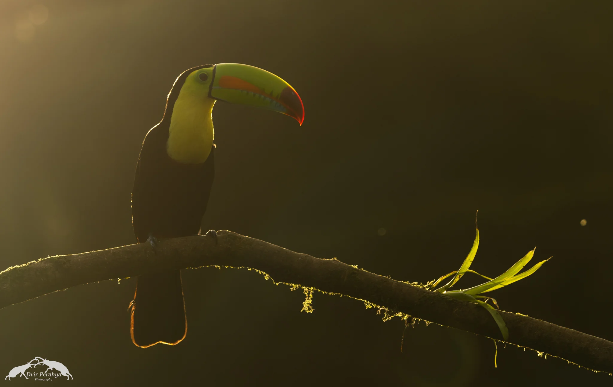 Keel-billed toucan, Boca Tapada